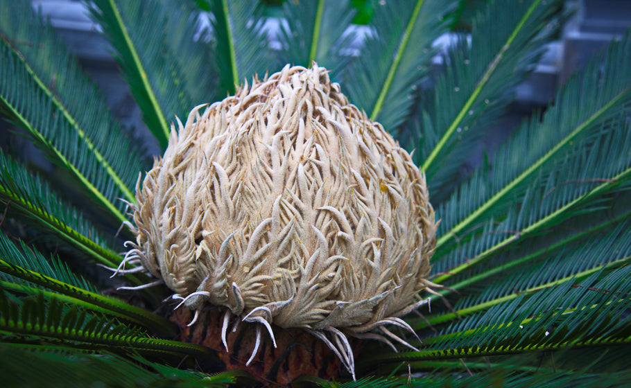 The Sago Palm Poisoning Brush with Death and SAM-e Miracle Supplement